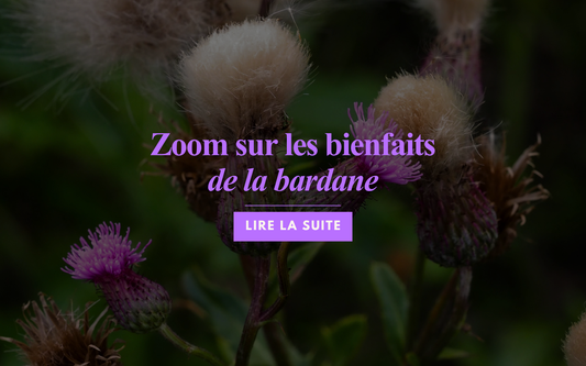 La Bardane : pureté de la peau et détox hormonale